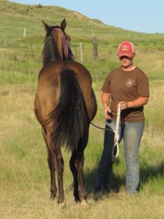 Pictured as a yearling